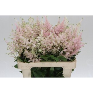 Freshy Astilbe Japonica “Europa” | Couleur: Rose | Longueur ± 60 centimeter | Par 10 tiges de fleurs fraîches