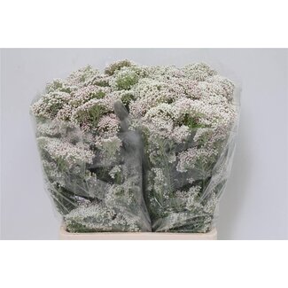 Freshy Ozothamnus “Blanc” | Couleur: Blanc | Longueur ± 70 centimeter | Par 5 bouquets