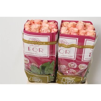 Freshy Großblütige Rose “Shimmer” | Farbe: Rosa | Länge ± 60 centimeter | Herkunft Ecuador | Pro 25 frische Blumen