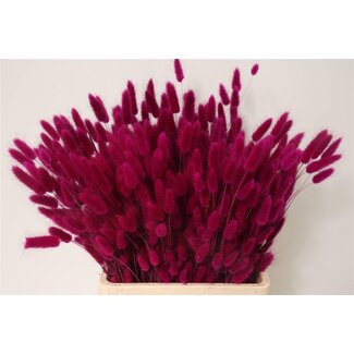 Freshy Lagurus Hasenschwänzchen Deko | Farbe: Lila | Länge ± 70 centimeter | Pro 2 Bündel