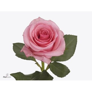 Freshy Rosen “Opala” | Farbe: Rosa | Länge ± 50 centimeter | Pro 25 Rosen