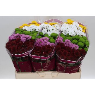Freshy Chrysantheme Chrysant Santini Mix “Hot” | Farbe: Gemischte Farben | Länge ± 55 centimeter | Pro 25 Stiele frische Blumen