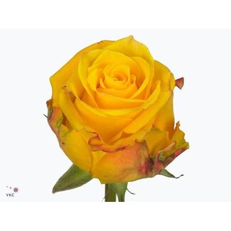Freshy Rosen “Candlelight” | Farbe: Gelb | Länge ± 60 centimeter | Pro 25 Rosen