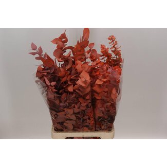 Freshy Eucalyptus Stuartiana Préservé | Couleur: Orange | Longueur ± 70 centimeter | Par 5 bouquets