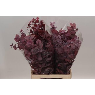 Freshy Eucalyptus Stuartiana Konserviert | Farbe: Kirschfarben | Länge ± 70 centimeter | Pro 5 Bündel