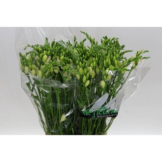 Freshy Doppelblütige Freesie “Starlight” | Farbe: Weiß | Länge ± 54 centimeter | Pro 50 frische Blumen