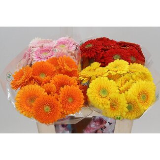 Freshy Gerbera Pompon Aqua Mix | Couleur: Couleurs mélangées | Longueur ± 50 centimètre | Choix du producteur | Par 20 fleurs fraîches