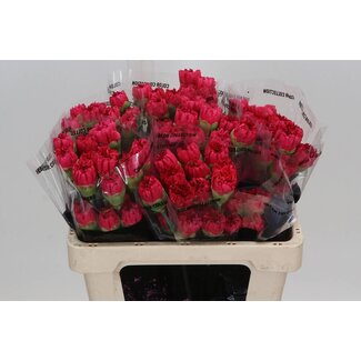 Freshy Kurze Nelke “Bizet” | Farbe: Rot | Länge ± 55 centimeter | Pro 20 frische Blumen