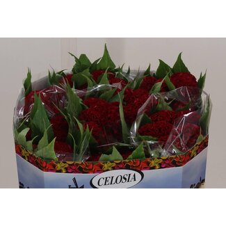 Freshy Celosia Cristata “Act Dara” | Farbe: Rot | Länge ± 72 centimeter | Pro 10 frische Blumen