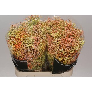Freshy Gypsophila Schleierkraut “Disco Miami” Farbbehandelt | Farbe: Gemischte Farben | Länge ± 80 centimeter | Pro 25 Stielen frische Blumen