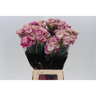 Freshy Oeillet long “Antiqua” | Couleur: Blanc Pourpre Rose | Longueur ± 70 centimètre | Par 20 fleurs fraîches