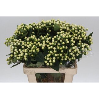 Freshy Hypericum Johanniskraut “Magical Snowprince” | Farbe: Gelb | Länge ± 60 centimeter | Pro 25 frische Blumen