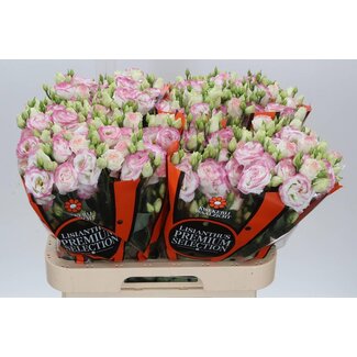 Freshy Eustoma Lisianthus Gefüllt “Croma Bridal Kiss” | Farbe: Weiß Paars | Länge ± 70 centimeter | Pro 10 Stielen frische Blumen