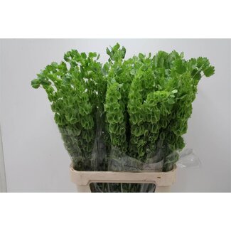 Freshy Moluccella Cloches d'Irlande | Couleur: Vert | Longueur ± 90 centimeter | Par 10 fleurs fraîches