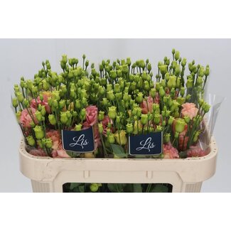 Freshy Eustoma Lisianthus Gevuld “Sabrina Orange” | Kleur: Roze | Lengte ± 70 centimeter | Per 10 stelen verse bloemen
