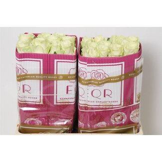 Freshy Großblütige Rose “Mondial” | Farbe: Weiß | Länge ± 50 centimeter | Herkunft Ecuador | Pro 25 frische Blumen