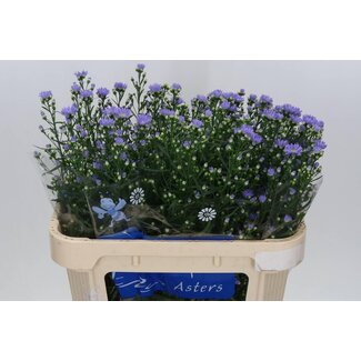 Freshy Holländische Aster “Cassandra” | Farbe: Lila | Länge ± 70 centimeter | Pro 25 frische Blumen