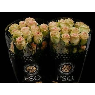Freshy Large-flowered Rose “Sweet Elegance” | Colour: Red | Length ± 50 centimeter | Origin Ecuador | Per 20 fresh flowers
