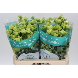 Freshy Eustoma Lisianthus Gefuld “Rosanne Emerald” | Farbe: Grün | Länge ± 70 centimeter | Pro 10 Stielen frische Blumen