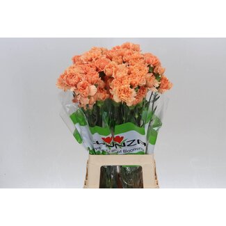Freshy Oeillet long “Caramel Cowboy” | Couleur: Orange Rose | Longueur ± 70 centimeter | Par 20 fleurs fraîches