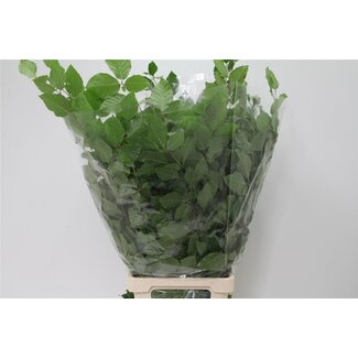 Freshy Beukentakken | Kleur: Groen | Lengte ± 70 centimeter | Per 5 bossen