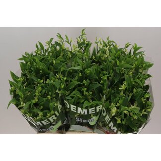 Freshy Alstroemeria Fl “Jade” | Farbe: Grün | Länge ± 75 centimeter | Pro 10 Stiele frische Blumen