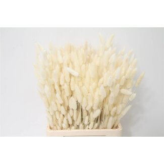 Freshy Lagurus queue de lapin Déco | Couleur: Blanc | Longueur ± 70 centimeter | Par 2 bottes