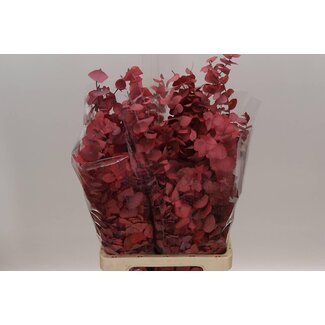 Freshy Eucalyptus Stuartiana Konserviert | Farbe: Rot | Länge ± 70 centimeter | Pro 5 Bündel
