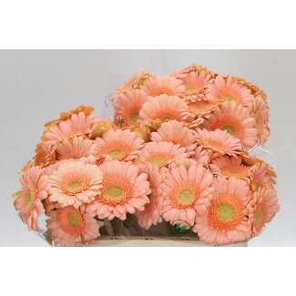 Freshy Germini Aqua “Dalida” | Couleur: Orange Rose | Longueur ± 50 centimeter | Par 20 fleurs fraîches