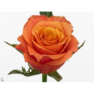 Freshy Roses “Carpediem” | Couleur: Orange | Longueur ± 60 centimeter | Par 25 roses
