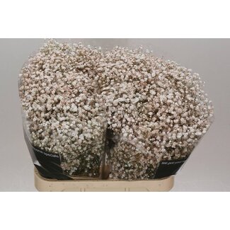 Freshy Gypsophila Gipskruid “Quicksand” Kleurbehandeld | Kleur: Gemengde Kleuren | Lengte ± 80 centimeter | Per 25 stelen verse bloemen