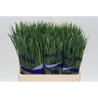 Freshy Iris “Blue Magic” | Couleur : Bleu | Longueur ± 64 centimètres | Par 50 tiges de fleurs fraîches