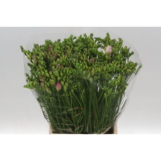 Freshy Doppelblütige Freesie “Rosario” | Farbe: Lila | Länge ± 54 centimeter | Pro 50 frische Blumen