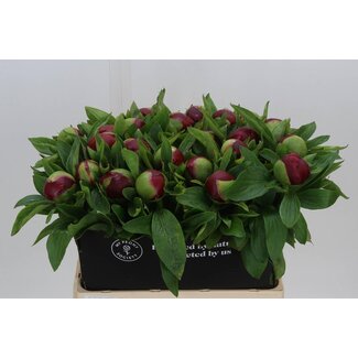 Freshy Paeonia Pfingstrose L “Red Charm” | Farbe: Rot | Länge ± 60 centimeter | Pro 10 frische Blumen