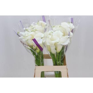 Freshy Zantedeschia Calla “White Mambo” | Farbe: Weiß | Länge ± 65 centimeter | Pro 10 frische Blumen