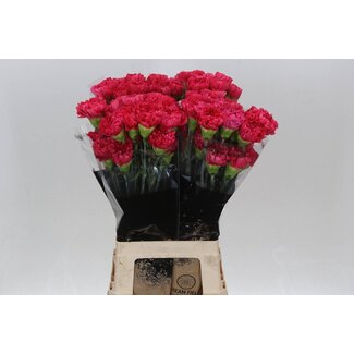 Freshy Lange Nelke “Bizet” | Farbe: Rot | Länge ± 70 centimeter | Pro 20 frische Blumen