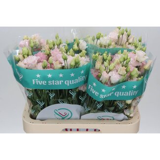 Freshy Eustoma Lisianthus Gefüllt “Chaconne Wedding Pink” | Farbe: Rosa | Länge ± 70 centimeter | Pro 10 Stiele frische Blumen