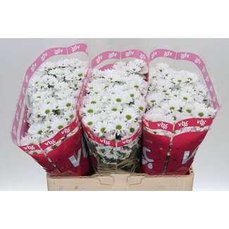 Freshy Chrysanthemum Chrysanthème Santini “Inzell” | Couleur: Blanc | Longueur ± 55 centimeter | Par 25 tiges de fleurs fraîches