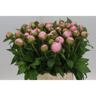 Freshy Paeonia Pivoine L “Angel Cheeks” | Couleur: Rose | Longueur ± 45 centimeter | Par 20 fleurs fraîches