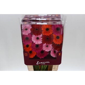 Freshy Gerbera à grandes fleurs Aqua Mix “Ibiza” | Couleur: Couleurs mélangées | Longueur ± 45 centimeter | Par 15 fleurs fraîches