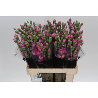 Freshy Trosennelke “Lilac Melissa” | Farbe: Rosa | Länge ± 60 centimeter | Pro 25 frische Blumen