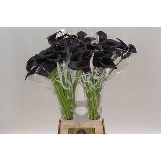 Freshy Zantedeschia Calla “Cantor” | Farbe: Schwarz | Länge ± 80 centimeter | Pro 10 frische Blumen