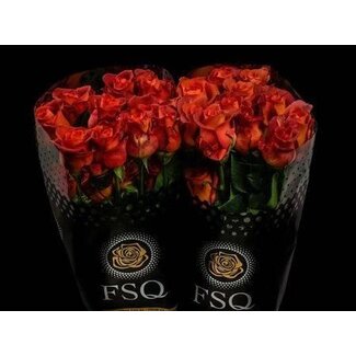 Freshy Grootbloemige Roos “Coffee Break” | Kleur: Oranje | Lengte ± 50 centimeter | Herkomst Ecuador | Per 20 verse bloemen
