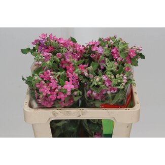 Freshy Oxypetalum Co “Pink Harmony” | Couleur: Rose | Longueur ± 55 centimeter | Par 20 fleurs fraîches