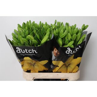 Freshy Lilie Longiflorum x Asiatische Lilie Aqua “Nashville” | Farbe: Gelb | Länge ± 90 centimeter | Pro 10 Stiele frische Blumen