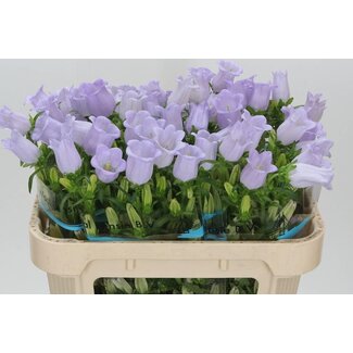 Freshy Campanula Medium “Champion Lavendel” | Farbe: Violett | Länge ± 70 centimeter | Pro 10 frische Blumen