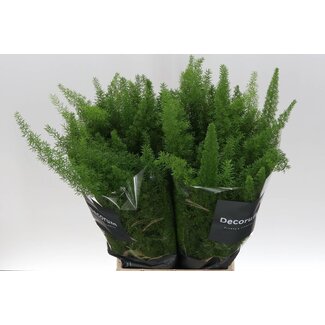 Freshy Asparagus Densiflorus “Myers” | Couleur: Vert | Longueur ± 50 centimeter | Par 50 bottes