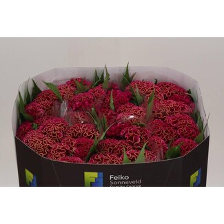Freshy Celosia Cristata “Act Rima” | Couleur: Rose | Longueur ± 72 centimeter | Par 10 fleurs fraîches