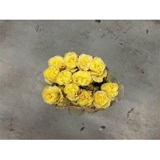 Freshy Rose à grandes fleurs “Cream Enigma” | Couleur: Jaune | Longueur ± 60 centimeter | Origine Équateur | Par 20 roses