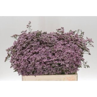Freshy Limonium Safora “Oshi Pink” | Couleur: Violet | Longueur ± 50 centimètre | Par 25 tiges de fleurs fraîches